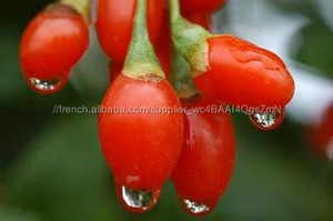Haute qualité naturel Goji Berry extrait / Goji Berry extrait poudre / Wolberry extrait poudre - Product Image 2