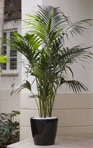 Piante Artificiali di Palma di Alta Qualità per Decorazione Domestica - Product Image 3