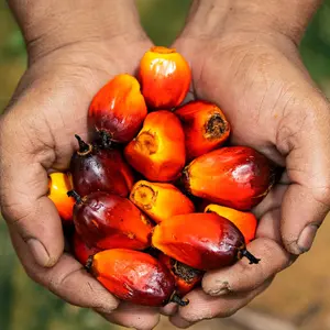 Novo produto invenção da fruta da palma de óleo equipamentos de processamento/máquina de óleo de palma vermelho