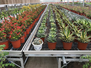 Pots de pépinière en PP fins et souples de 16 cm (160 mm) à prix abordable <span class=keywords><strong>pour</strong></span> le démarrage des <span class=keywords><strong>semis</strong></span> - Product Image 6