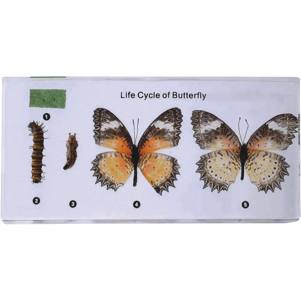 Ciclo de Vida de mariposa modelo de enseñanza