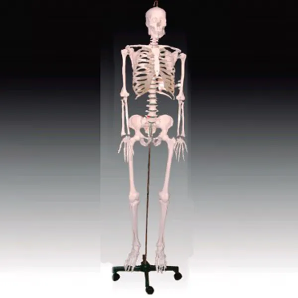 BIX-A1003 Medical science human body parts 84CM skeleton model