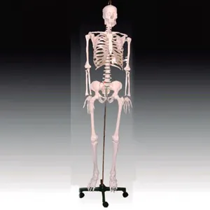 BIX-A1003 de cuerpo humano para medicina, modelo esqueleto de 84CM