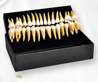 Modèle de dents individuelles double couleur pour adulte pour les dents en résine de démonstration
