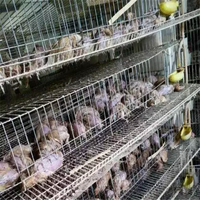 Cages à cailles entièrement automatisées à étages pour l'élevage à grande échelle en Chine