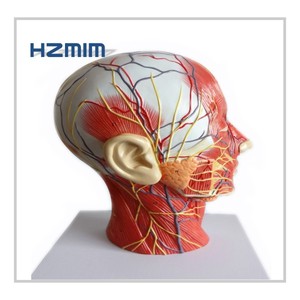 Modèle anatomique de tête humaine, modèle neurovasculaire de tête et de <span class=keywords><strong>cou</strong></span> - Product Image 4