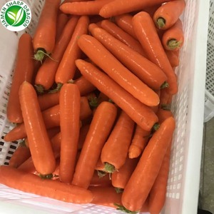 Bán Buôn Đông Lạnh Cà Rốt Giá Rẻ Xuất Khẩu Chất Lượng Cao Đông Lạnh Rau - Product Image 4