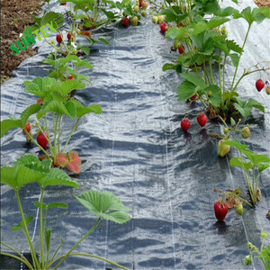 2x50m 100gsm PP Agrotextile Tissu de couverture du sol en tissu non tissé noir en plastique Rouleau de paillis pour les <span class=keywords><strong>plantes</strong></span> de jardin - Product Image 6