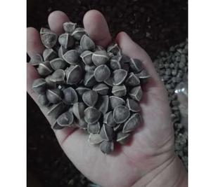 Alta calidad seca natural moringa oleifera semillas alimentos saludables - Product Image 3