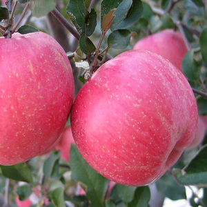 Vente en gros <span class=keywords><strong>bonne</strong></span> <span class=keywords><strong>pomme</strong></span> de qualité - Product Image 1