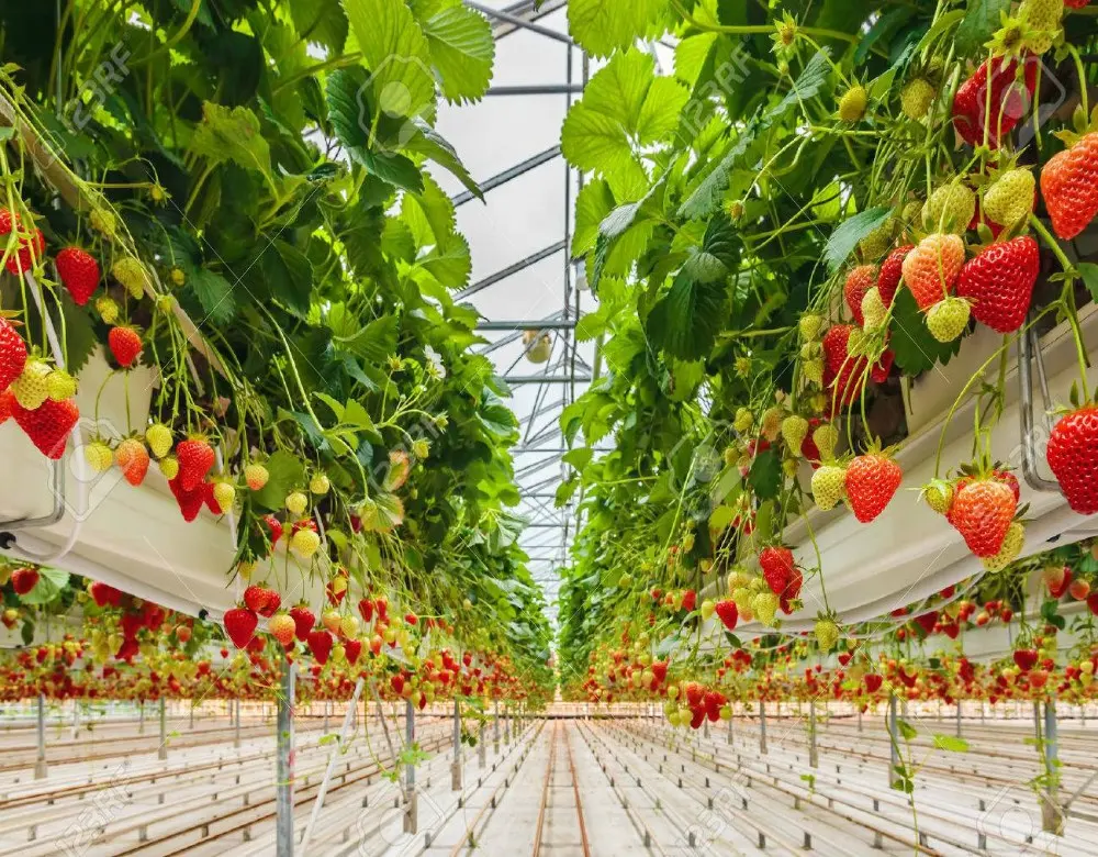 Pertanian Satu Rentang Solar Rumah Kaca dengan Irigasi Tetes untuk Strawberry/Tomat/Bawang/Kubis/Brokoli