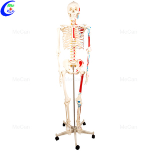 <span class=keywords><strong>Squelette</strong></span> d'anatomie artificielle grandeur nature de 180cm - Product Image 2