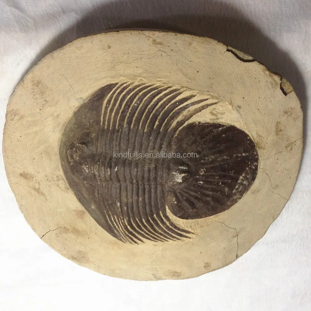 Massa di fossili trilobite per la vendita