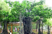 Meistverkaufter Goldener Künstlicher Großer Baum, Künstlicher Baum, Große Outdoor-Bonsai-Bäume Künstlicher Banyanbaum