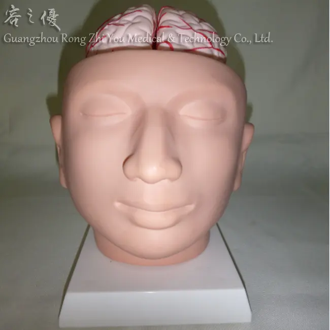 Rubber Medische Brain Model, Hersenen met Slagaders op Hoofd, hersenen Model met Gezicht