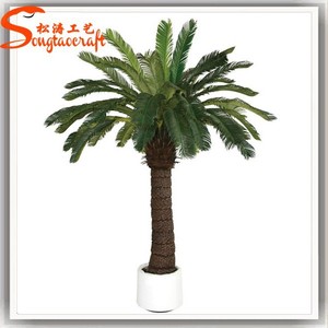 ต้นไซกัส ไซกัส รีโวลูต้า ราคา ไซกัส รีโวลูต้า ขาย - Product Image 6