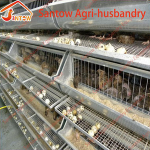 Automatic quail breeding cages quail cage quail layer laying cage