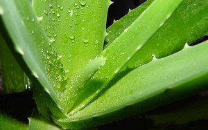 Surtidor de la fábrica | natural de <span class=keywords><strong>Aloe</strong></span> <span class=keywords><strong>emodina</strong></span> | cuidado de la salud - Product Image 6