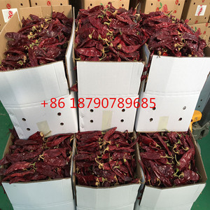 <span class=keywords><strong>Paprika</strong></span> biologique, de très haute qualité, sans logo - Product Image 2
