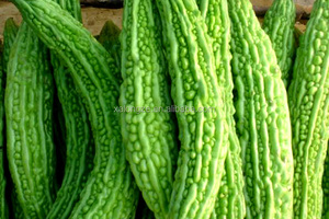 Estratto di Melone Amaro, Polvere di Estratto di Zucca Amara - Product Image 4