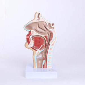 A521 High Quality Human Anatomical <strong>Skeleton</strong> Model for <strong>Nasal</strong> Cavity Throat PVC for Hospital Clinic College Medical Science - Product Image 1