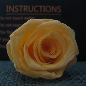 Vente en gros de décoration de mariage, bouquet de <span class=keywords><strong>roses</strong></span> d'éternité de longue durée, meilleures <span class=keywords><strong>roses</strong></span> pour toujours <span class=keywords><strong>roses</strong></span> conservées avec tête de fleur - Product Image 5