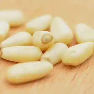 Fabrik preis Cedar Pine Nut Kernels