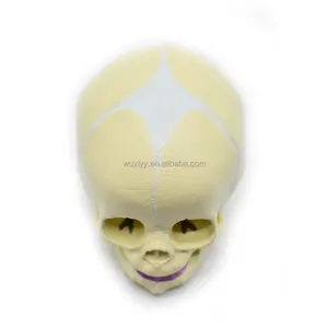 PVC Fetal Skull Model、Baby Skull Model