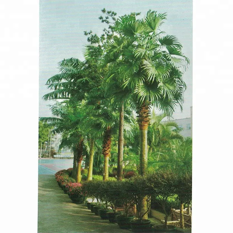 Personalizzabile alta artificiale di palma albero con foglie di colore naturale