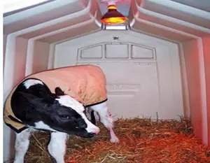 Calf hutch with roof for cow dairy farm