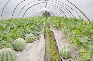 果物の花と野菜のための<span class=keywords><strong>3</strong></span>層のプラスチック温室フィルム - Product Image 4