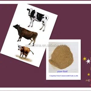 High protein yeast feed for animal fodder