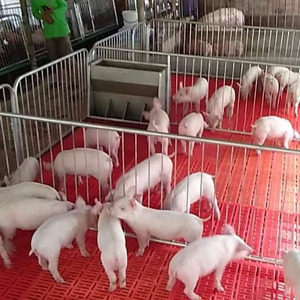 Caisses de finition engraisser les cages d'animaux de fermes d'élevage de porc