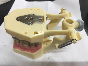 Modello Standard di Denti Permanenti Sostituibili 32 Pezzi Modello di Denti Frasaco <span class=keywords><strong>AG3</strong></span> - Product Image 4