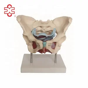 Plastic Female Skeleton Pelvis Muscles and Organs