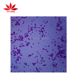 Haute qualité bactéries préparé diapositives Préparées microbiologie bactéries slide set accessoires de laboratoire