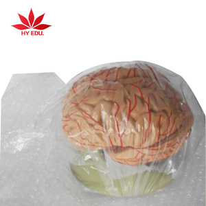 Mô Hình Não Đầy Màu Sắc Mô Hình Giải Phẫu Não Người - Product Image 2