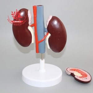 Modelo 3D de Útero, Estômago e Rim de Ovelha em Plástico - Product Image 3