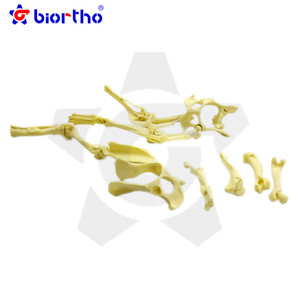 Instrumentos ortopédicos modelo de osso do filhote de cachorro - Product Image 1