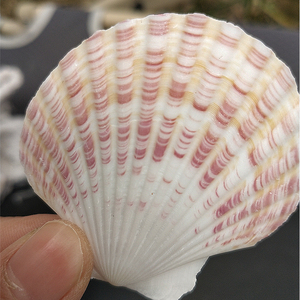 Hot Selling Colorful <strong>Clam</strong> Real Scallop Decoration Sea <strong>Shells</strong> - Product Image 3
