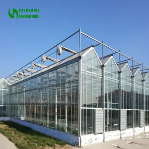 Hoch effizientes Glas gewächshaus vom Typ Venlo mit Hydro ponik system für Tomaten