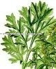 Wholesale Bulk Pure <b>Natural</b> Wormwood Essential Oil <b>Best</b> Supplier & Exporters High Quality Oil for Aromatherapy and Skin Care - Product Image 2