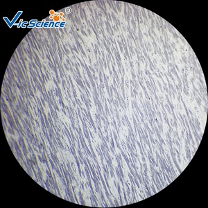 50 adet histoloji hazırlanan slaytlar set hazırlanmış insan histoloji mikroskobu biyoloji slaytları histoloji slayt - Product Image 5