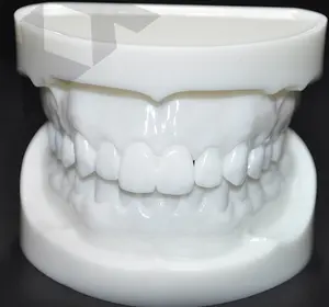 成人标准自然尺寸牙齿模型在白色正畸示范牙科模型徽标定制