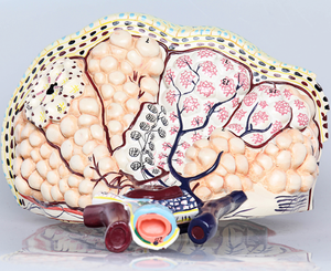 GelsonLab HSBM-248A 확대 플라스틱 인간의 lobule과 폐의 폐포 모델 - Product Image 4