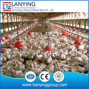 Huevo <span class=keywords><strong>de</strong></span> <span class=keywords><strong>gallina</strong></span> criar aves <span class=keywords><strong>de</strong></span> corral casa - Product Image 5