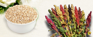 Vente chaude Chine Meilleur Price3t-5t par heure <span class=keywords><strong>Quinoa</strong></span> Machine de Traitement Matériel <span class=keywords><strong>quinoa</strong></span> machine de traitement - Product Image 6