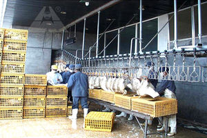 Grilletes para aves de corral, máquina de silencio para aves de corral, colgador - Product Image 2