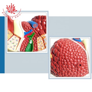 Anatomi Manusia Hati Struktur 3D Model Hati - Product Image 6