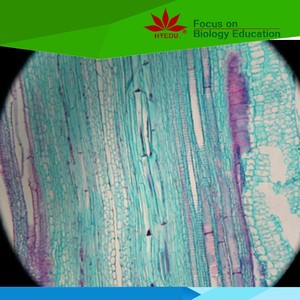 Fixed artikel For jede ebene studenten studie anlage stammzellen vorbereitet objektträger - Product Image 3